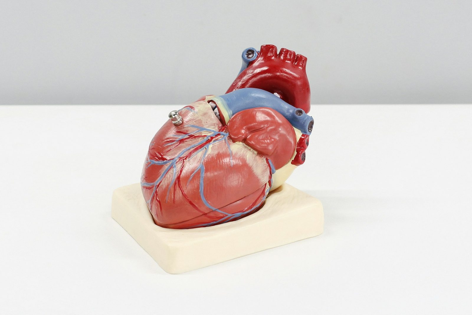 Anatomisk modell av menneskehjertet