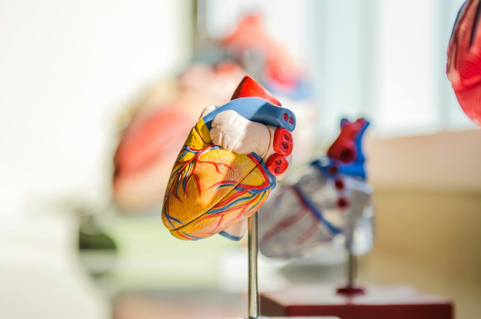 Anatomisk hjertemodell i nærbilde