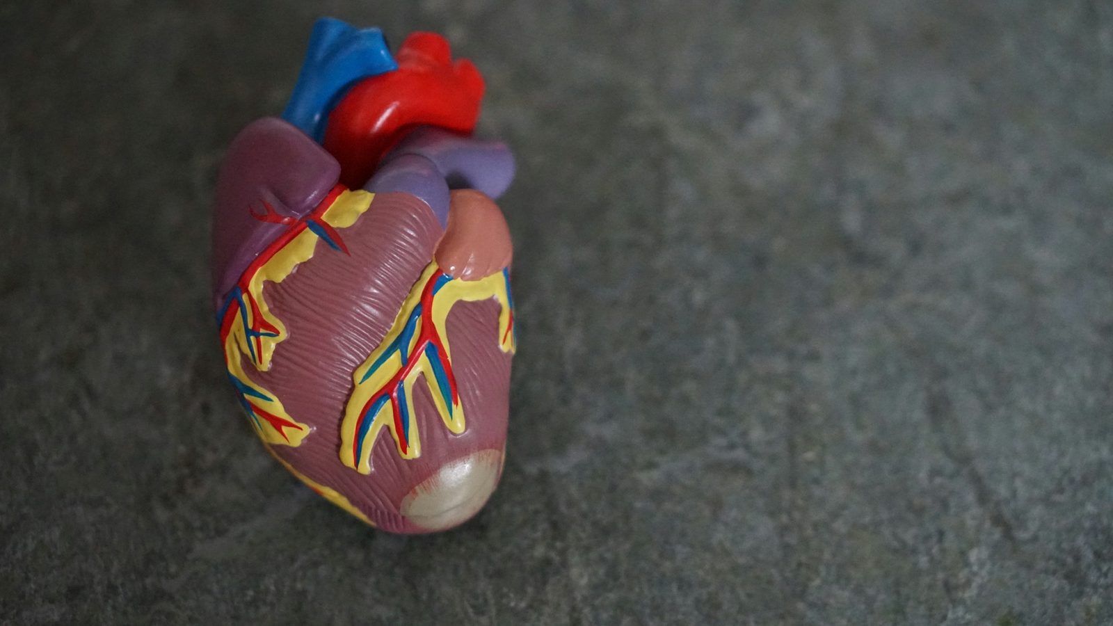 Hjerteillustrasjon – medisinsk og anatomisk